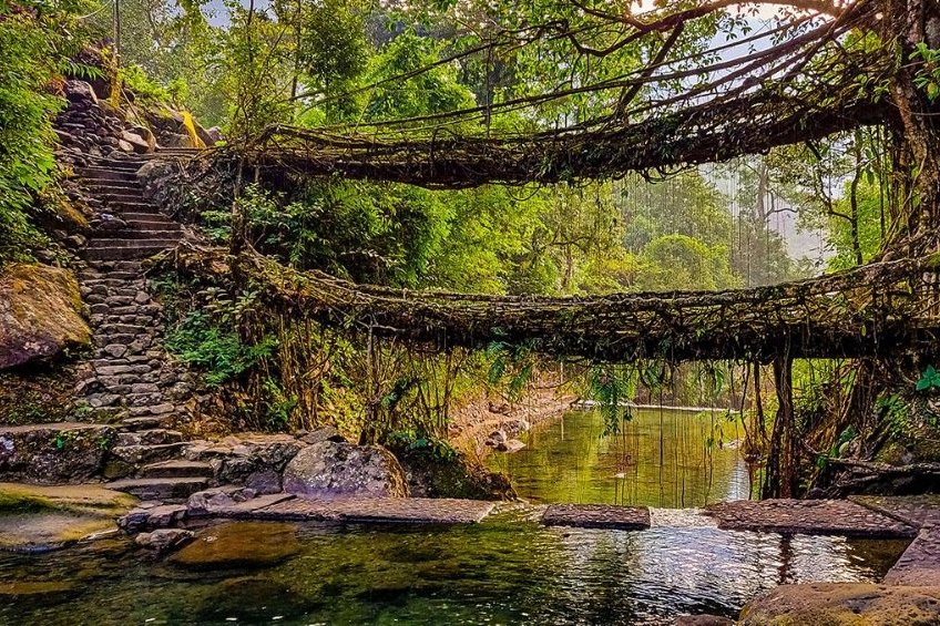 Conoce los asombrosos puentes vivientes de raíces de árboles